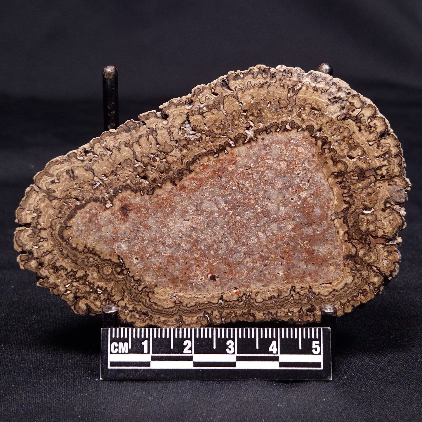 ONCOLITE, Upper Cretaceous, Mexico ZON002