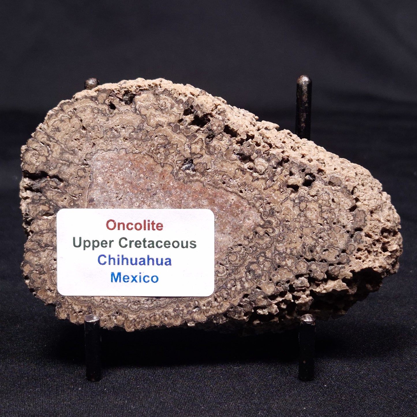 ONCOLITE, Upper Cretaceous, Mexico ZON002
