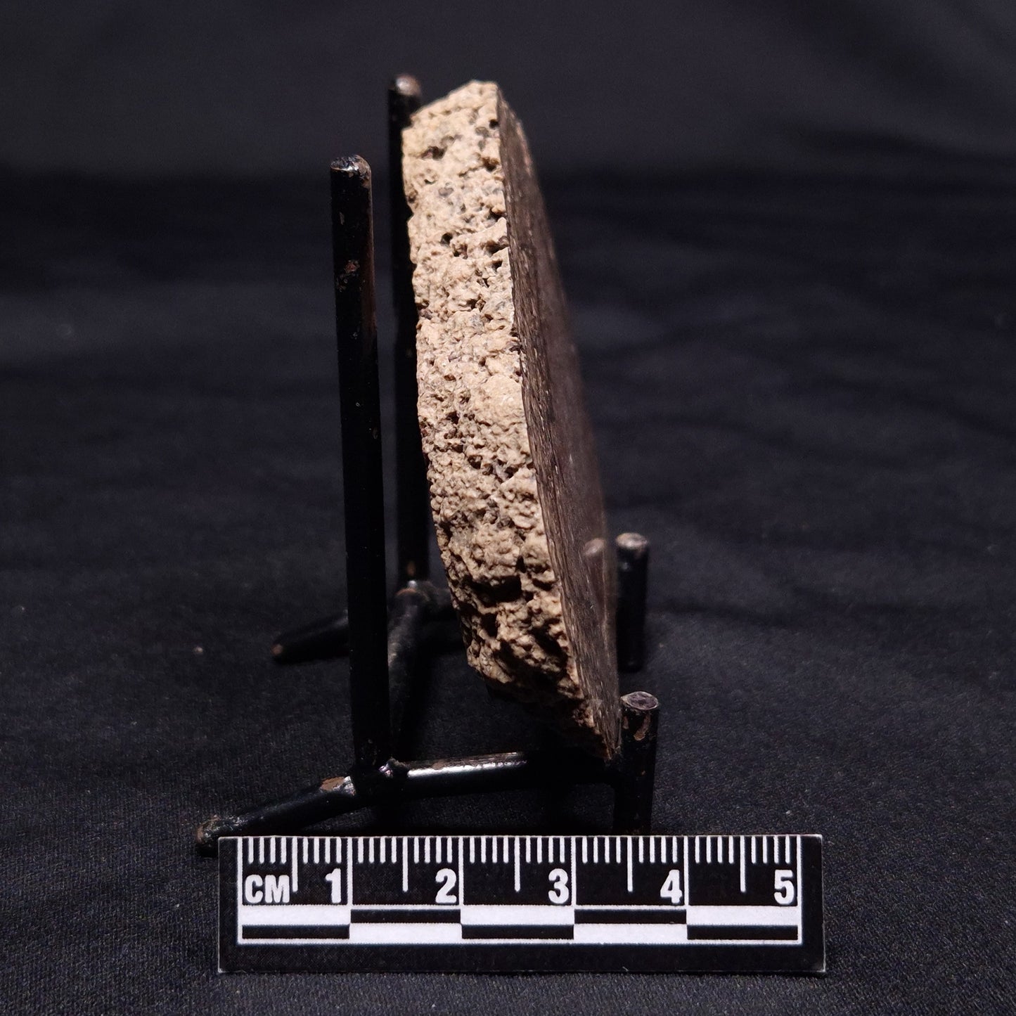 ONCOLITE, Upper Cretaceous, Mexico ZON002