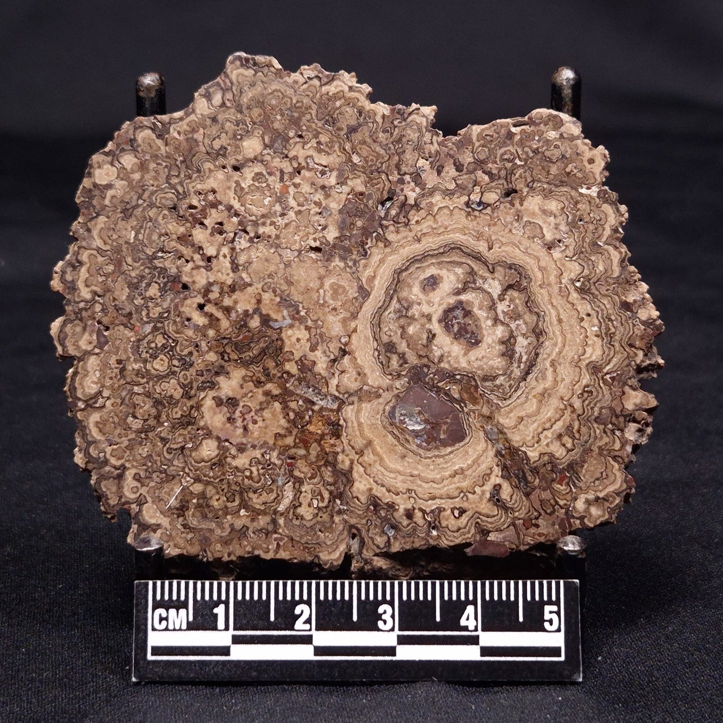 ONCOLITE, Upper Cretaceous, Mexico ZON003