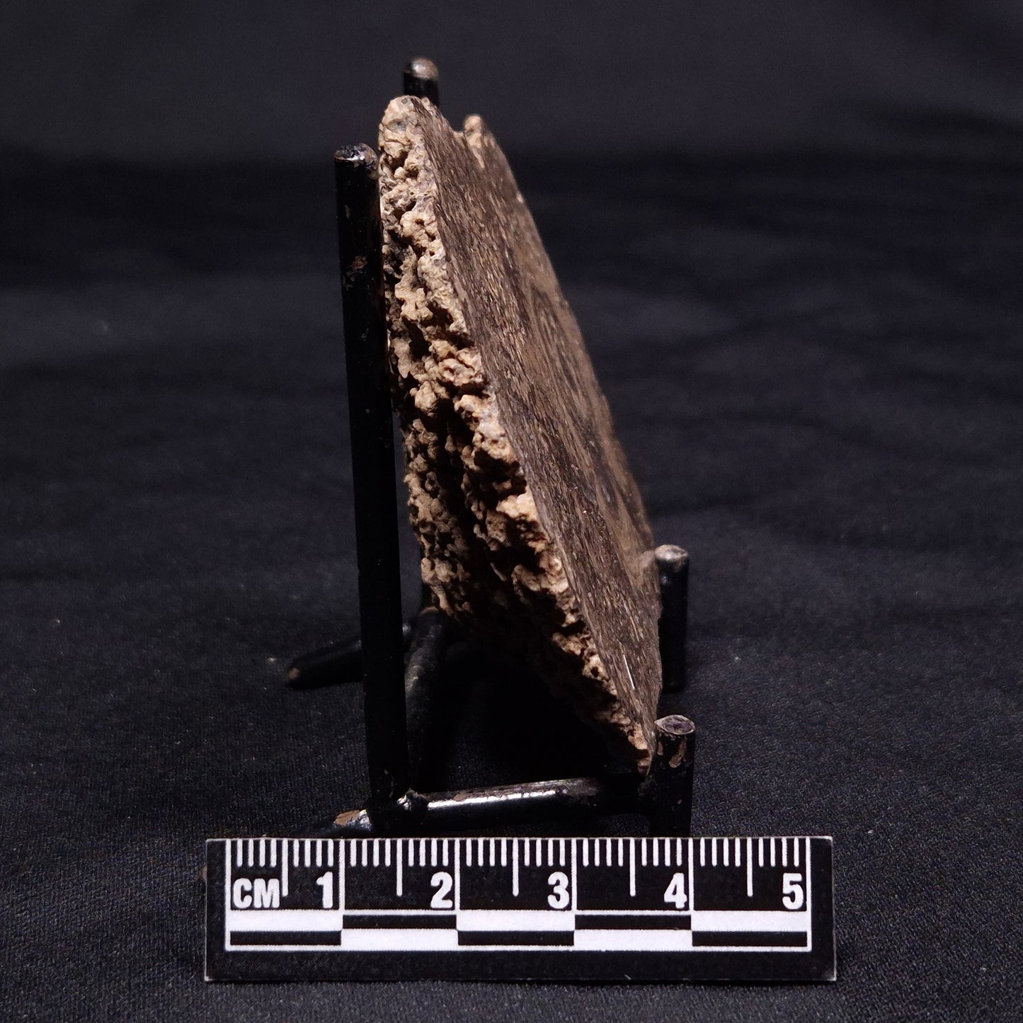 ONCOLITE, Upper Cretaceous, Mexico ZON003