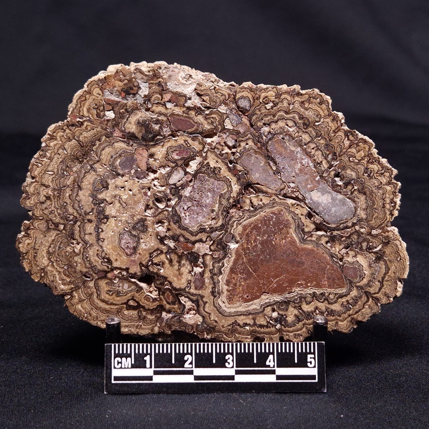 ONCOLITE, Upper Cretaceous, Mexico ZON005