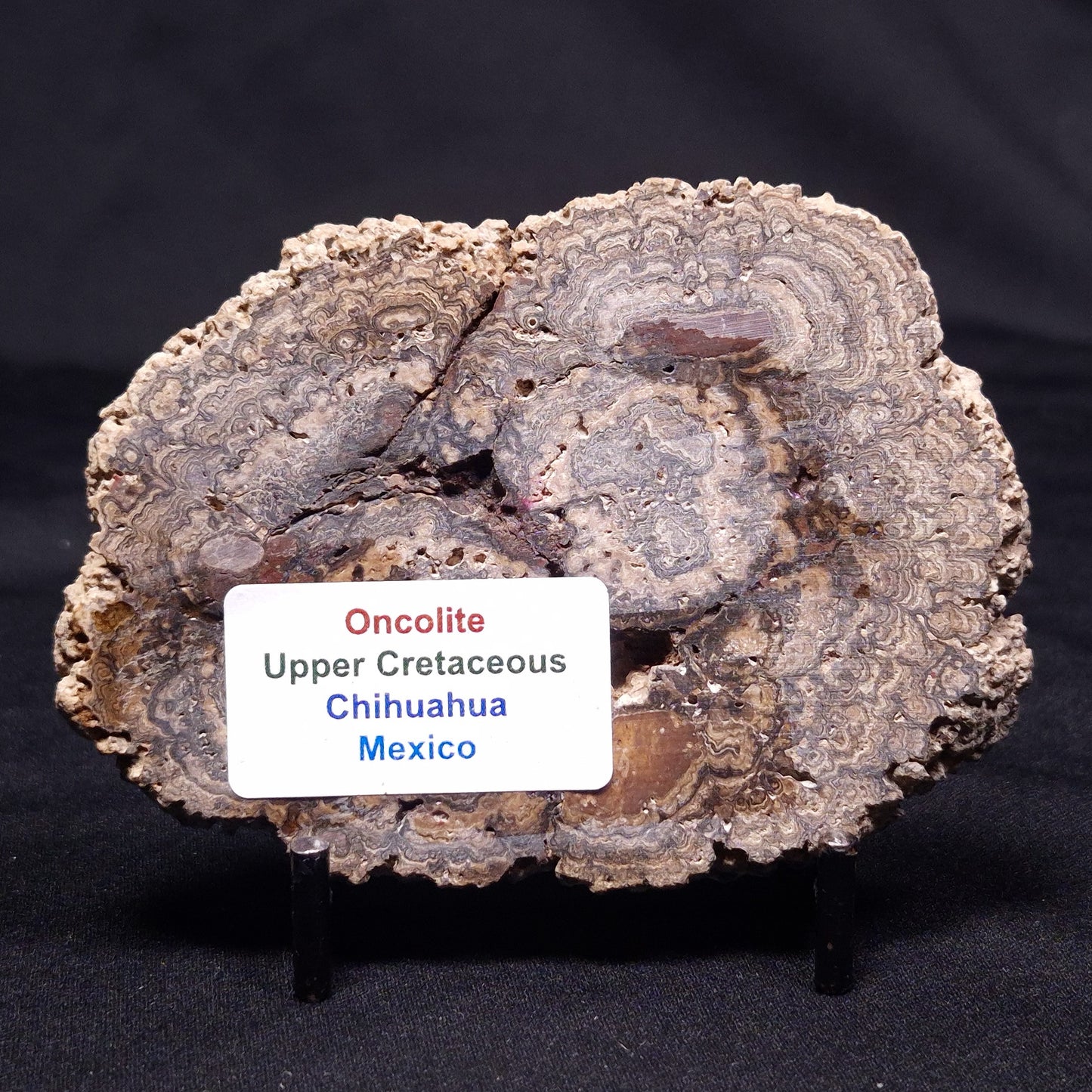 ONCOLITE, Upper Cretaceous, Mexico ZON005