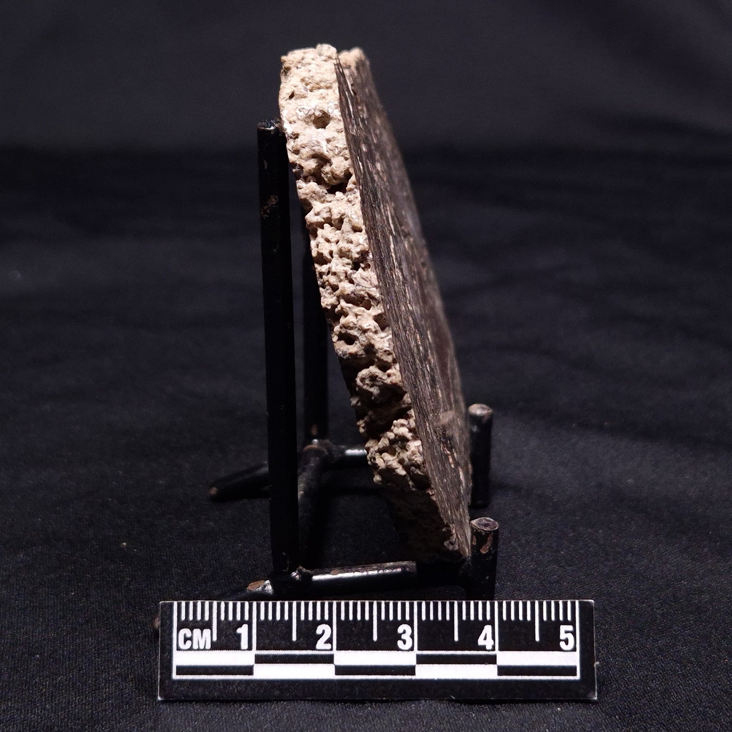 ONCOLITE, Upper Cretaceous, Mexico ZON005
