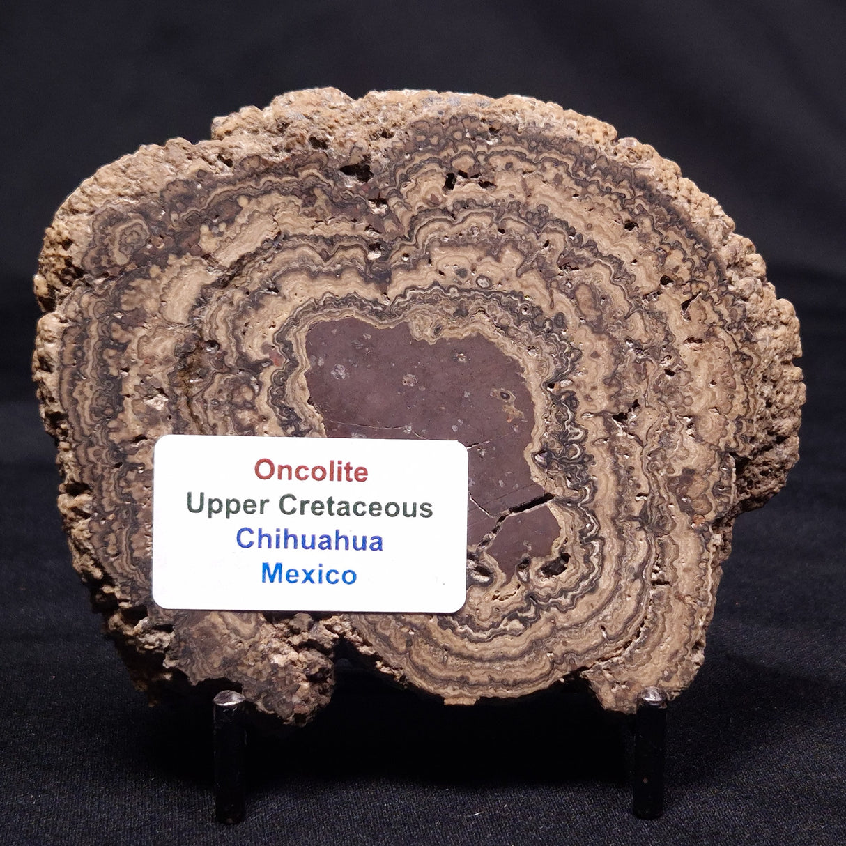 ONCOLITE, Upper Cretaceous, Mexico ZON006