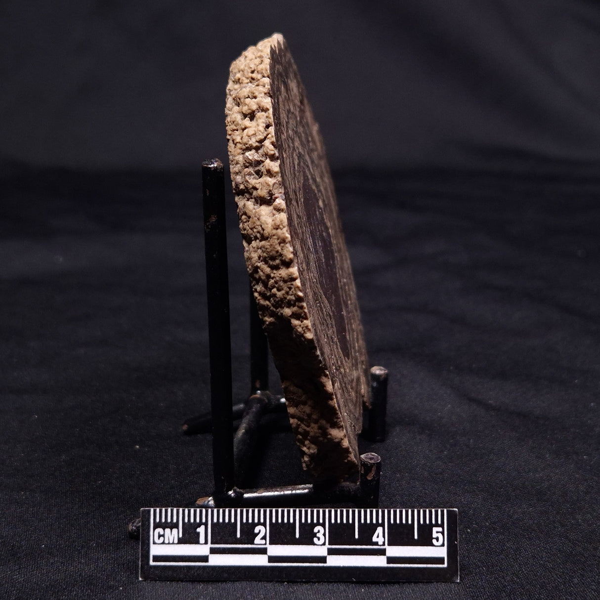 ONCOLITE, Upper Cretaceous, Mexico ZON006