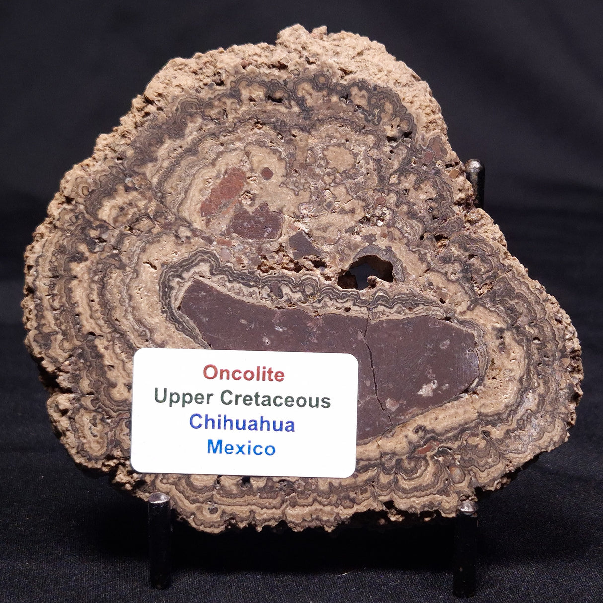 ONCOLITE, Upper Cretaceous, Mexico ZON007