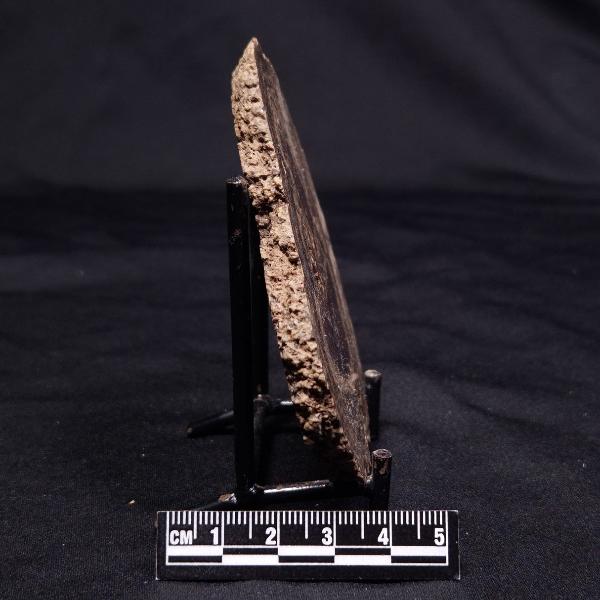 ONCOLITE, Upper Cretaceous, Mexico ZON007