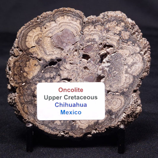 ONCOLITE, Upper Cretaceous, Mexico ZON008