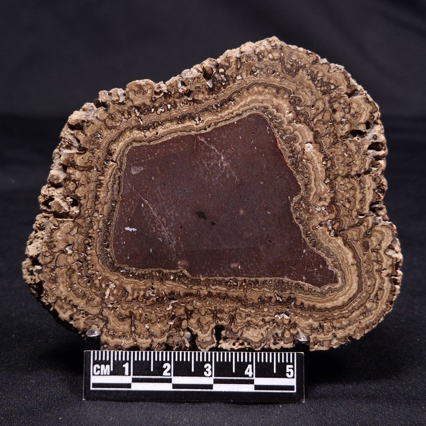 ONCOLITE, Upper Cretaceous, Mexico ZON009