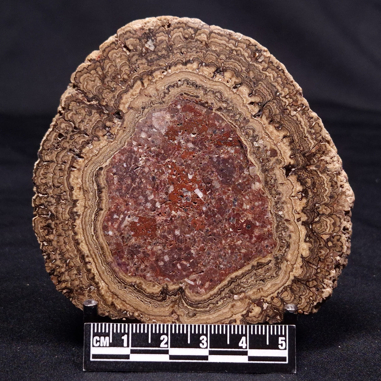 ONCOLITE, Upper Cretaceous, Mexico ZON010