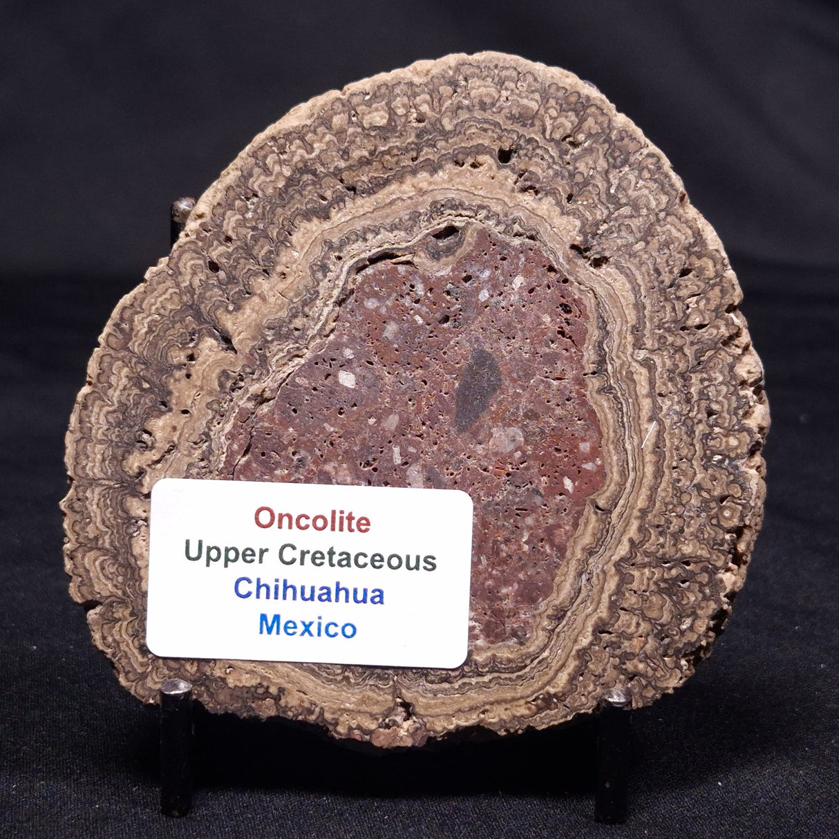 ONCOLITE, Upper Cretaceous, Mexico ZON010