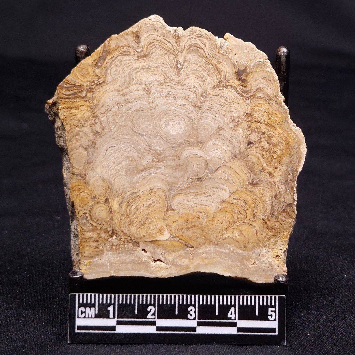 CHLORELLOPSIS sp. STROMATOLITE, Middle Eocene, USA ZCH011