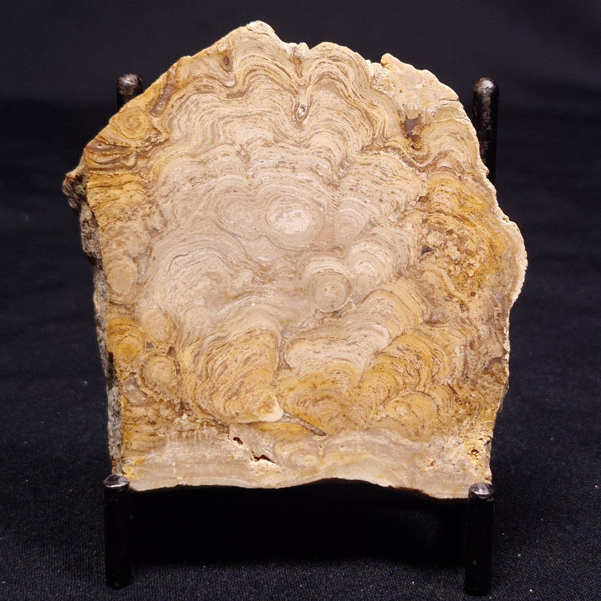 CHLORELLOPSIS sp. STROMATOLITE, Middle Eocene, USA ZCH011