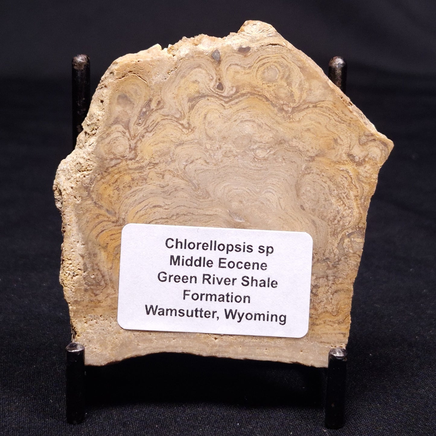 CHLORELLOPSIS sp. STROMATOLITE, Middle Eocene, USA ZCH011