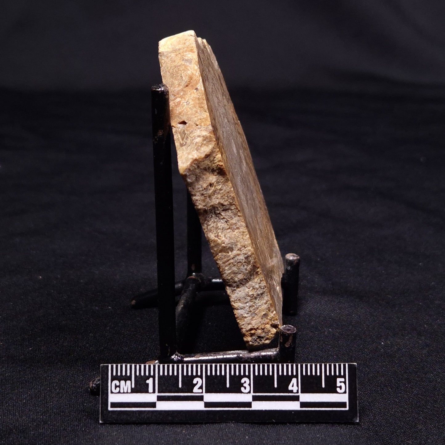 CHLORELLOPSIS sp. STROMATOLITE, Middle Eocene, USA ZCH011