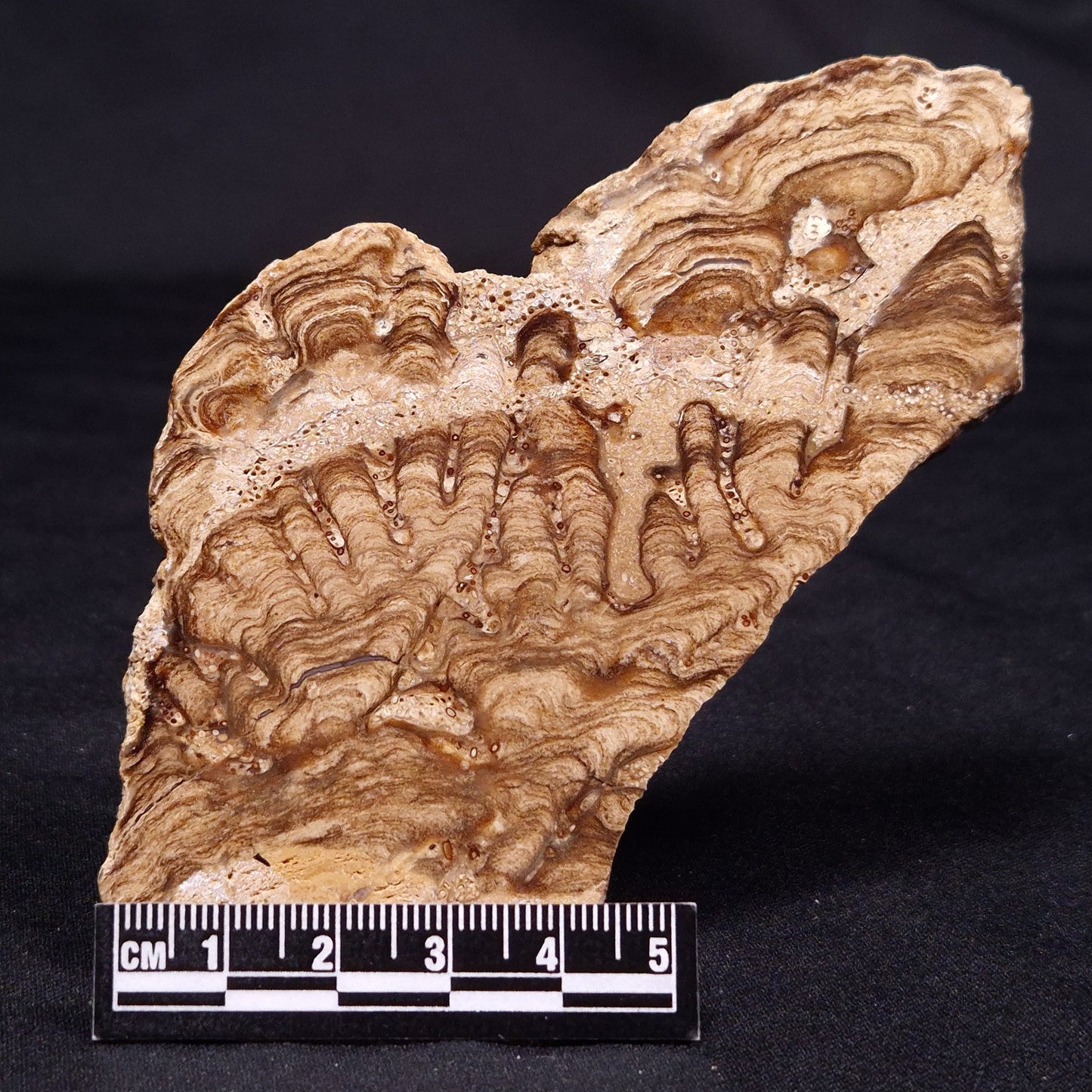 CHLORELLOPSIS sp. STROMATOLITE, Middle Eocene, USA ZCH012