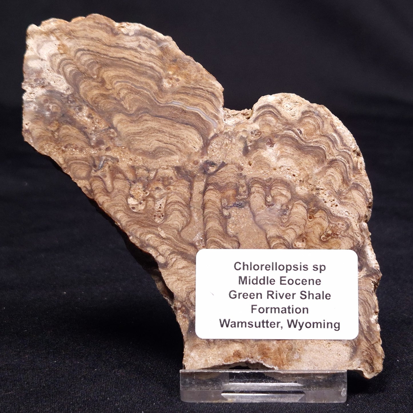 CHLORELLOPSIS sp. STROMATOLITE, Middle Eocene, USA ZCH012