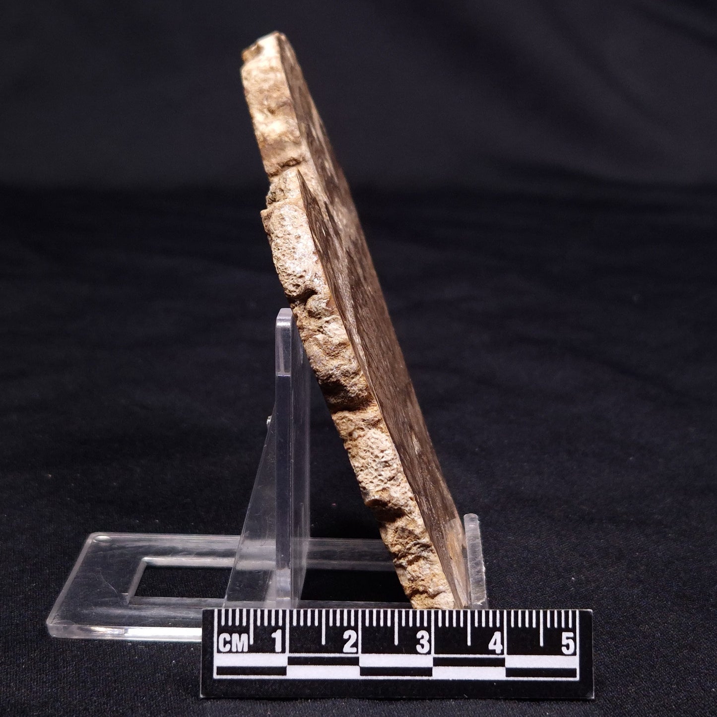 CHLORELLOPSIS sp. STROMATOLITE, Middle Eocene, USA ZCH012