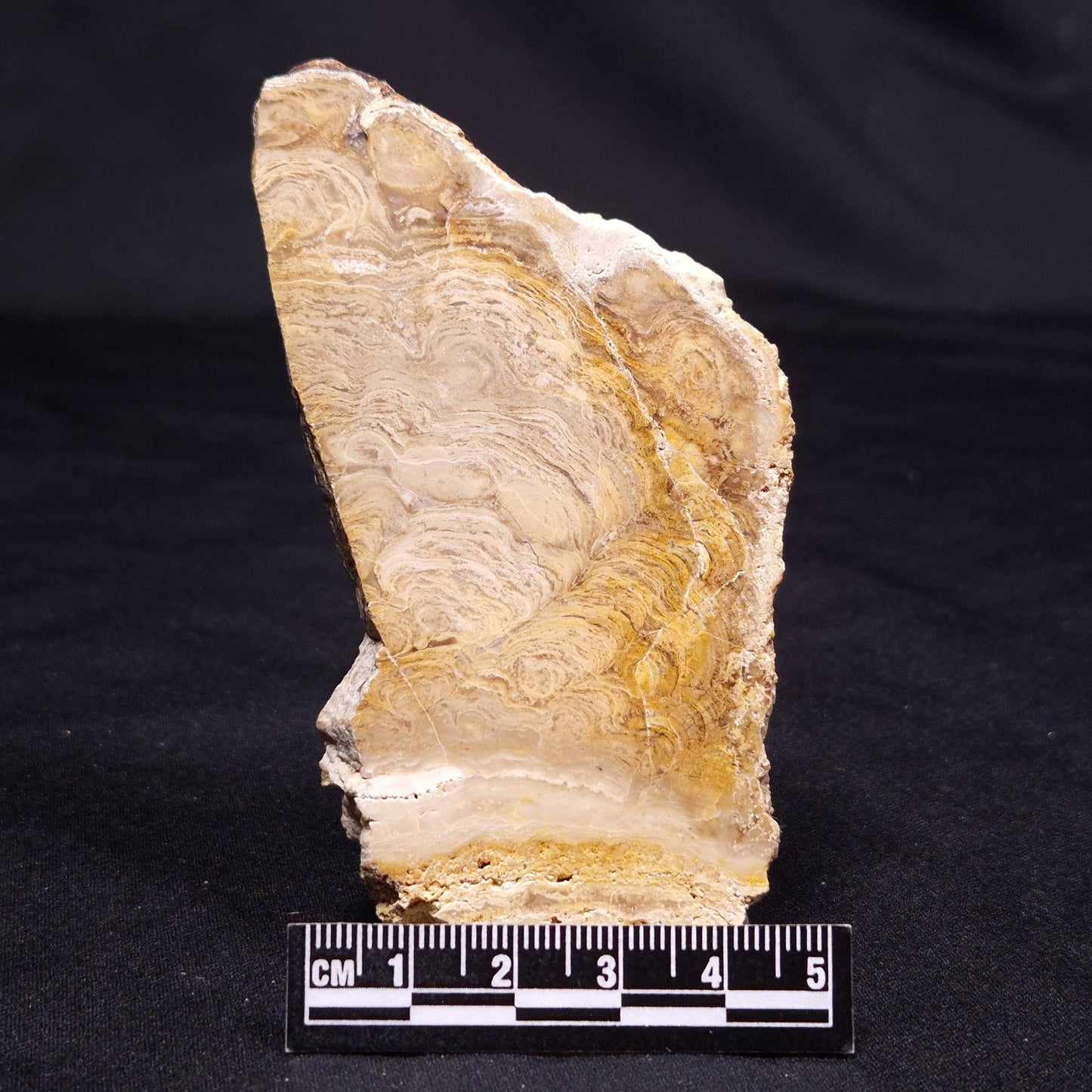 CHLORELLOPSIS sp. STROMATOLITE, Middle Eocene, USA ZCH013