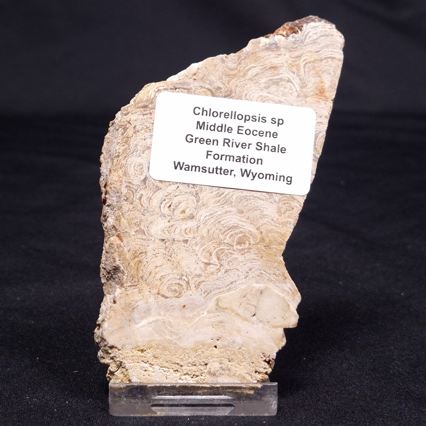 CHLORELLOPSIS sp. STROMATOLITE, Middle Eocene, USA ZCH013