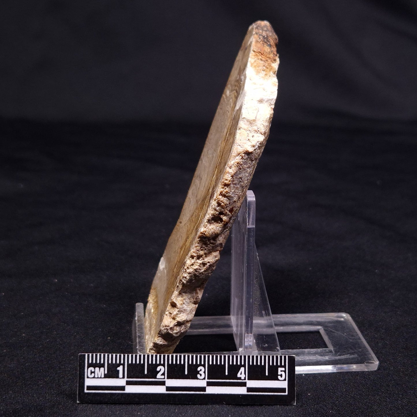 CHLORELLOPSIS sp. STROMATOLITE, Middle Eocene, USA ZCH013