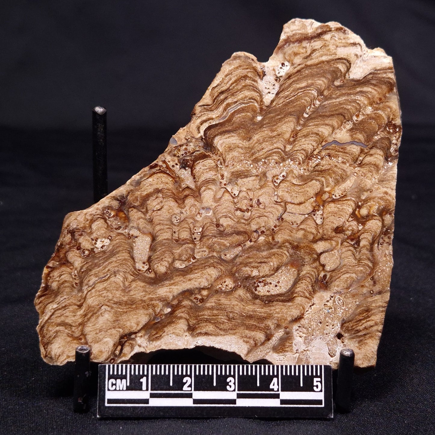 CHLORELLOPSIS sp. STROMATOLITE, Middle Eocene, USA ZCH014