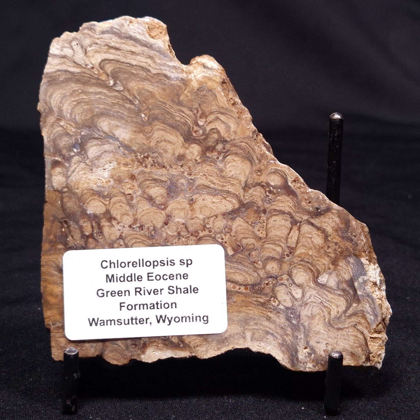 CHLORELLOPSIS sp. STROMATOLITE, Middle Eocene, USA ZCH014
