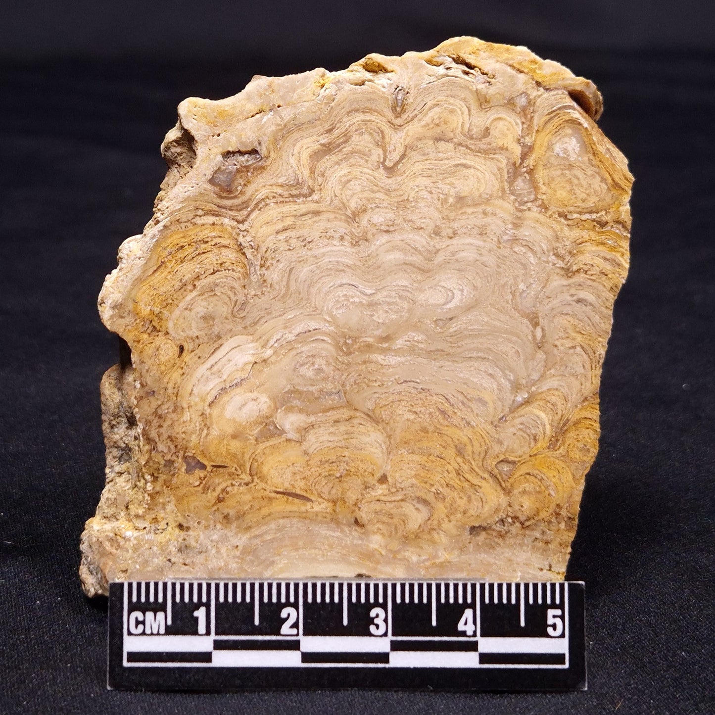 CHLORELLOPSIS sp. STROMATOLITE, Middle Eocene, USA ZCH015