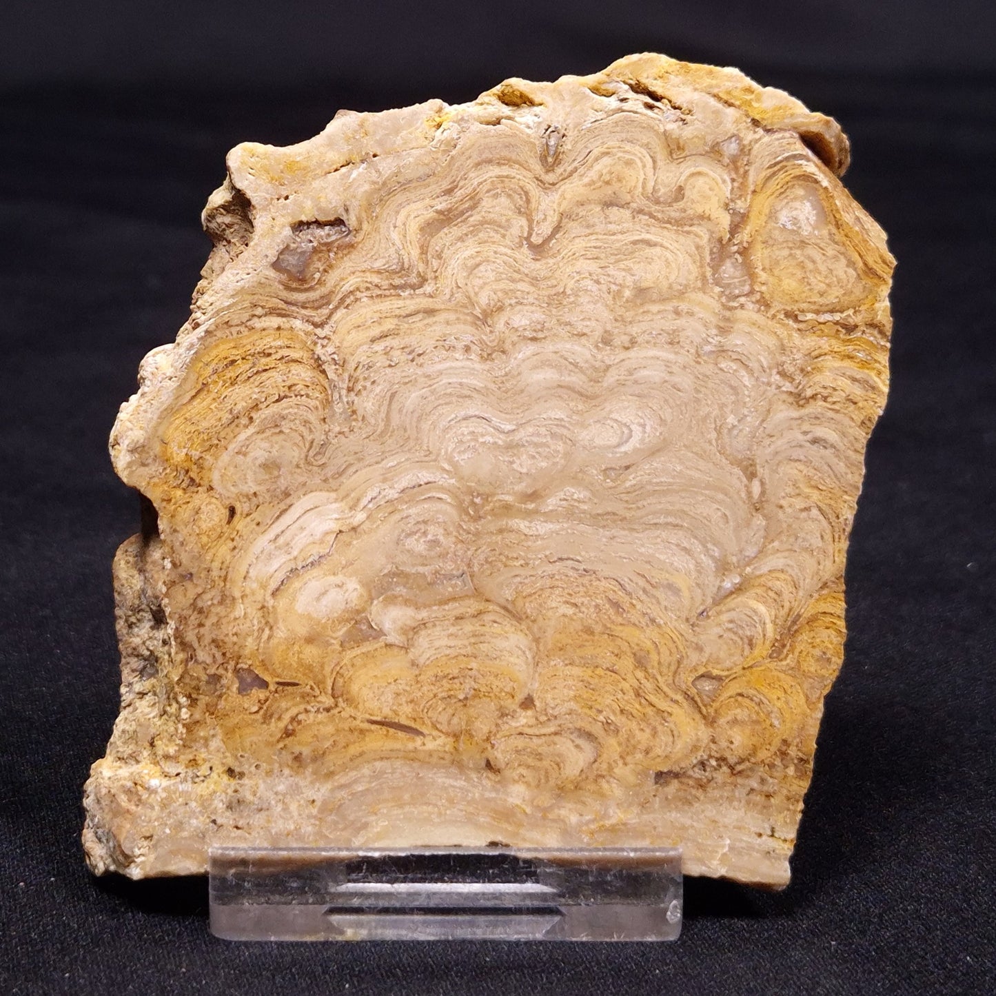 CHLORELLOPSIS sp. STROMATOLITE, Middle Eocene, USA ZCH015