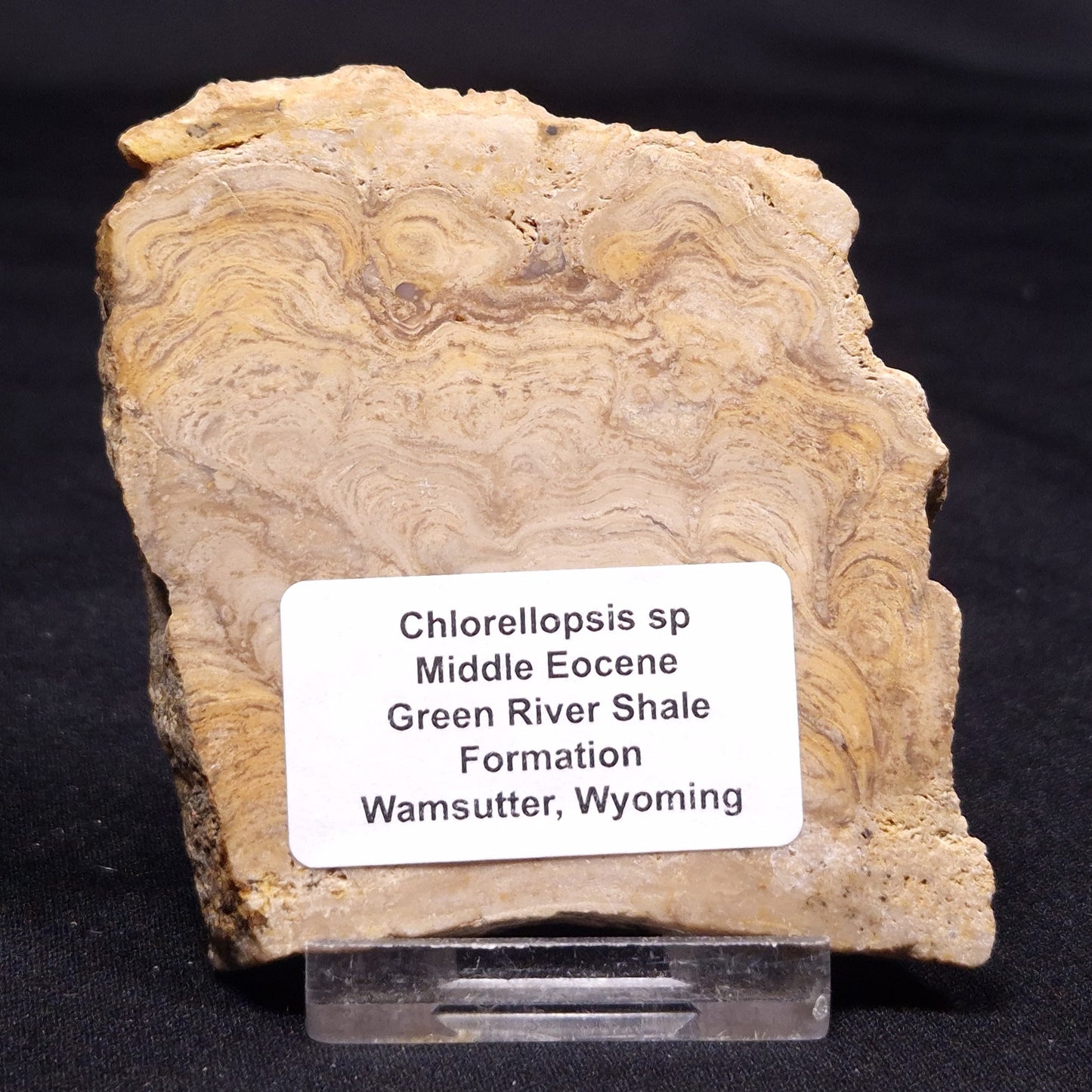CHLORELLOPSIS sp. STROMATOLITE, Middle Eocene, USA ZCH015