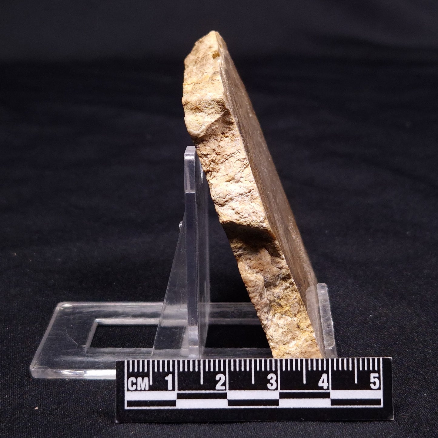 CHLORELLOPSIS sp. STROMATOLITE, Middle Eocene, USA ZCH015