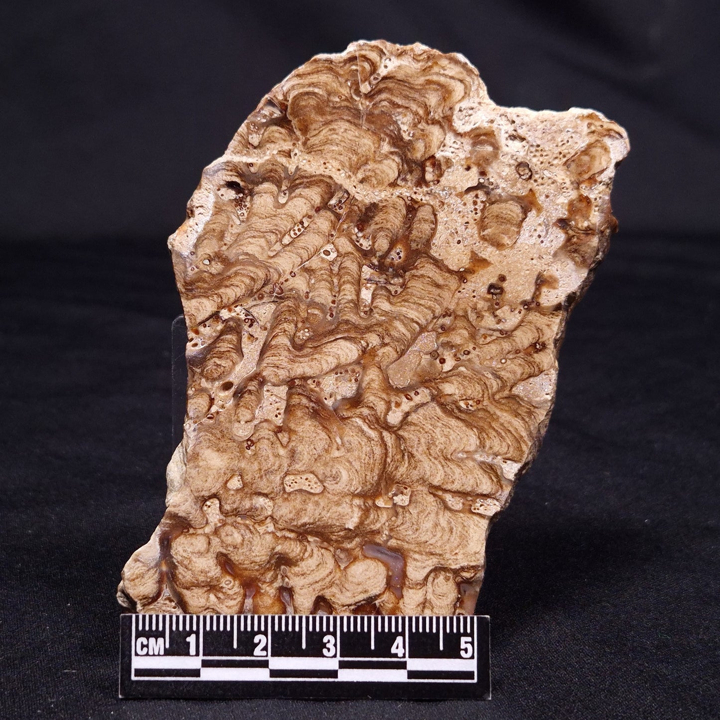 CHLORELLOPSIS sp. STROMATOLITE, Middle Eocene, USA ZCH016