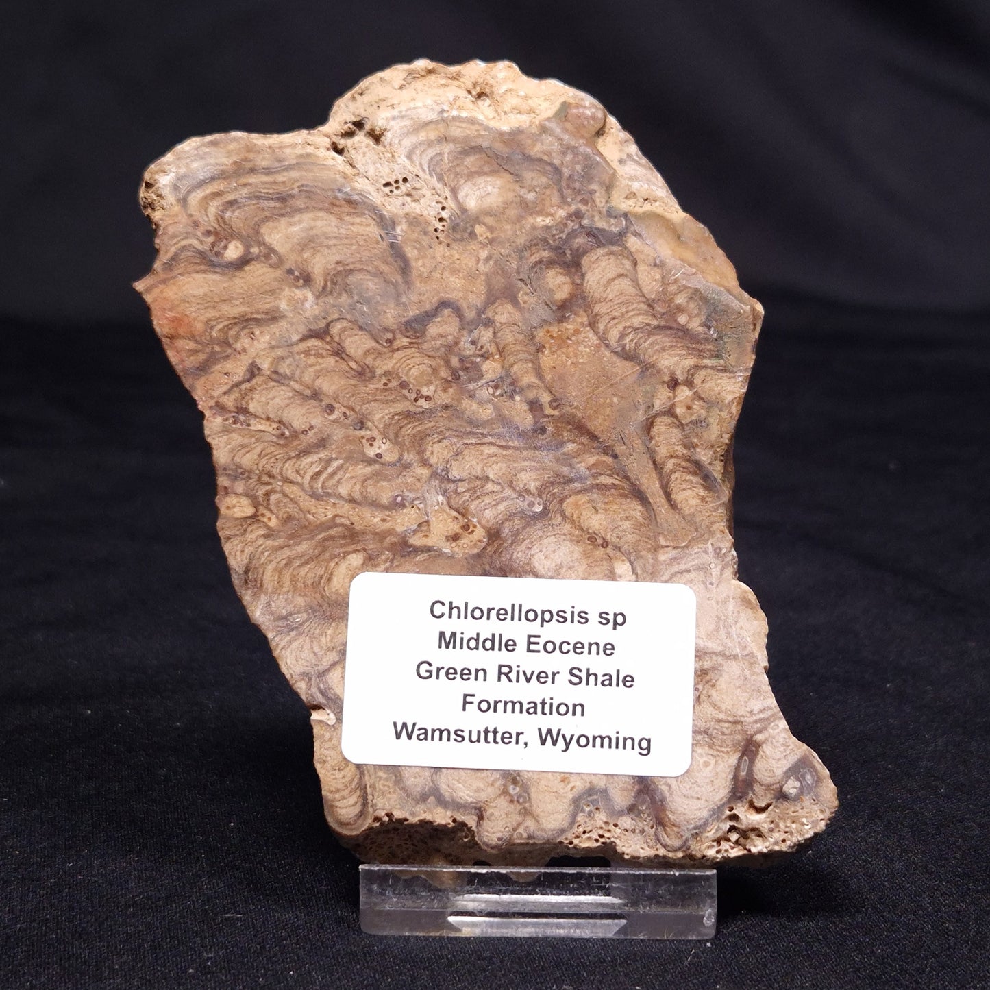 CHLORELLOPSIS sp. STROMATOLITE, Middle Eocene, USA ZCH016