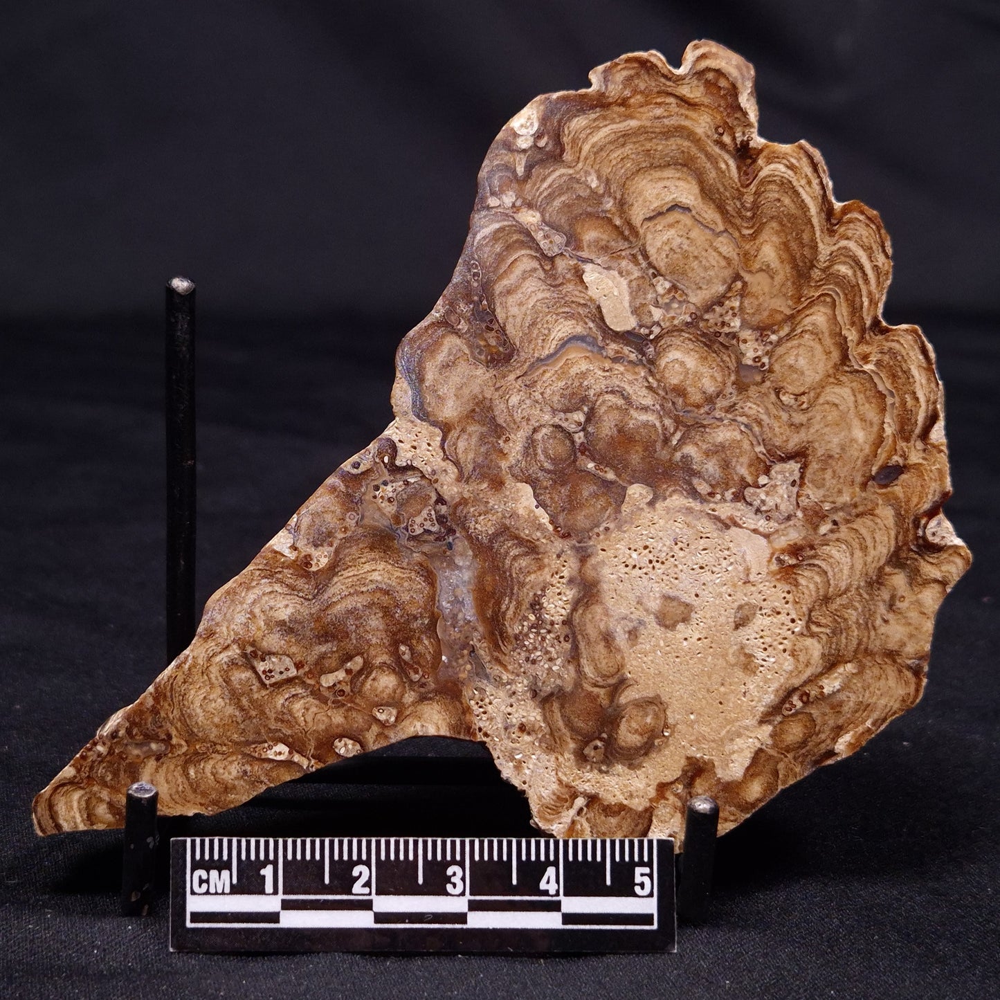 CHLORELLOPSIS sp. STROMATOLITE, Middle Eocene, USA ZCH017