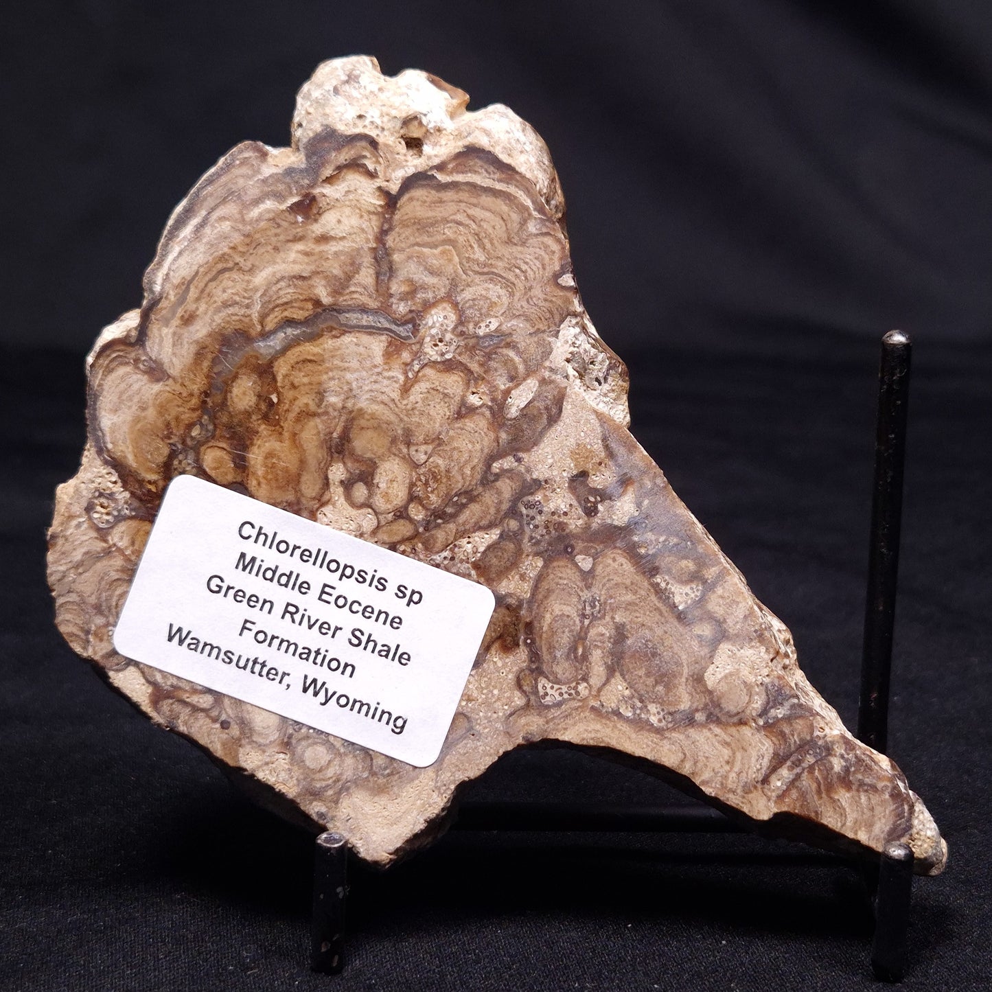 CHLORELLOPSIS sp. STROMATOLITE, Middle Eocene, USA ZCH017