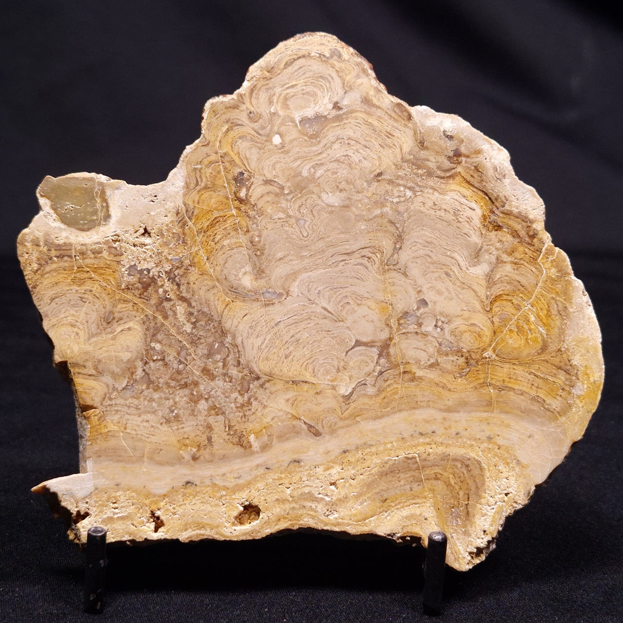 CHLORELLOPSIS sp. STROMATOLITE, Middle Eocene, USA ZCH019