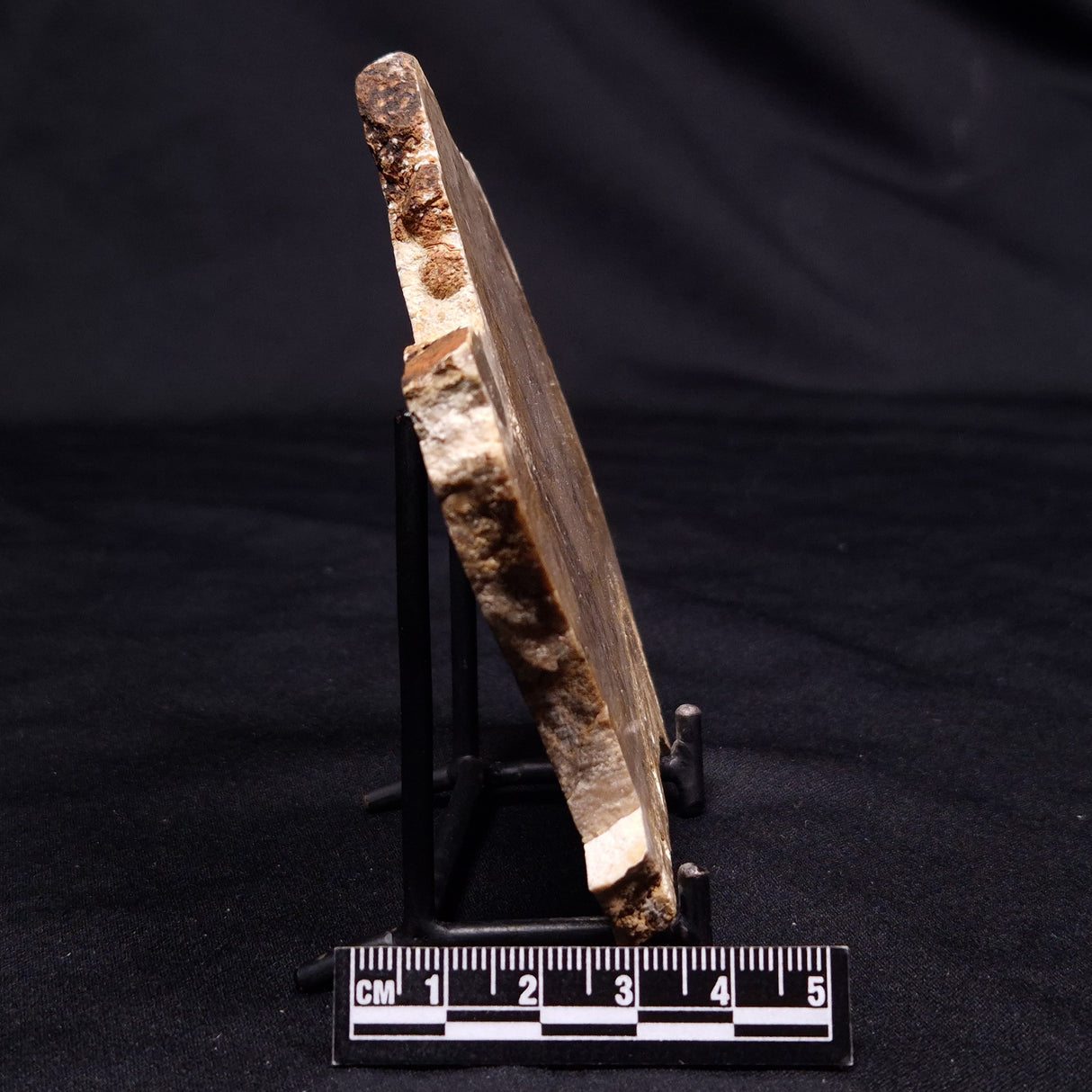 CHLORELLOPSIS sp. STROMATOLITE, Middle Eocene, USA ZCH019