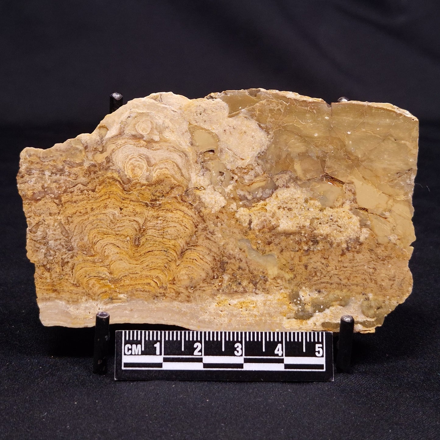 CHLORELLOPSIS sp. STROMATOLITE, Middle Eocene, USA ZCH020