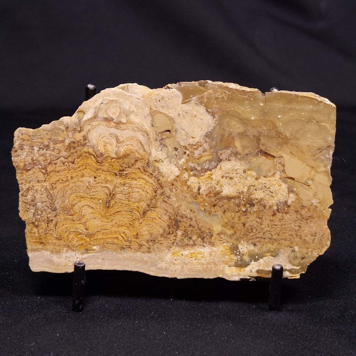 CHLORELLOPSIS sp. STROMATOLITE, Middle Eocene, USA ZCH020