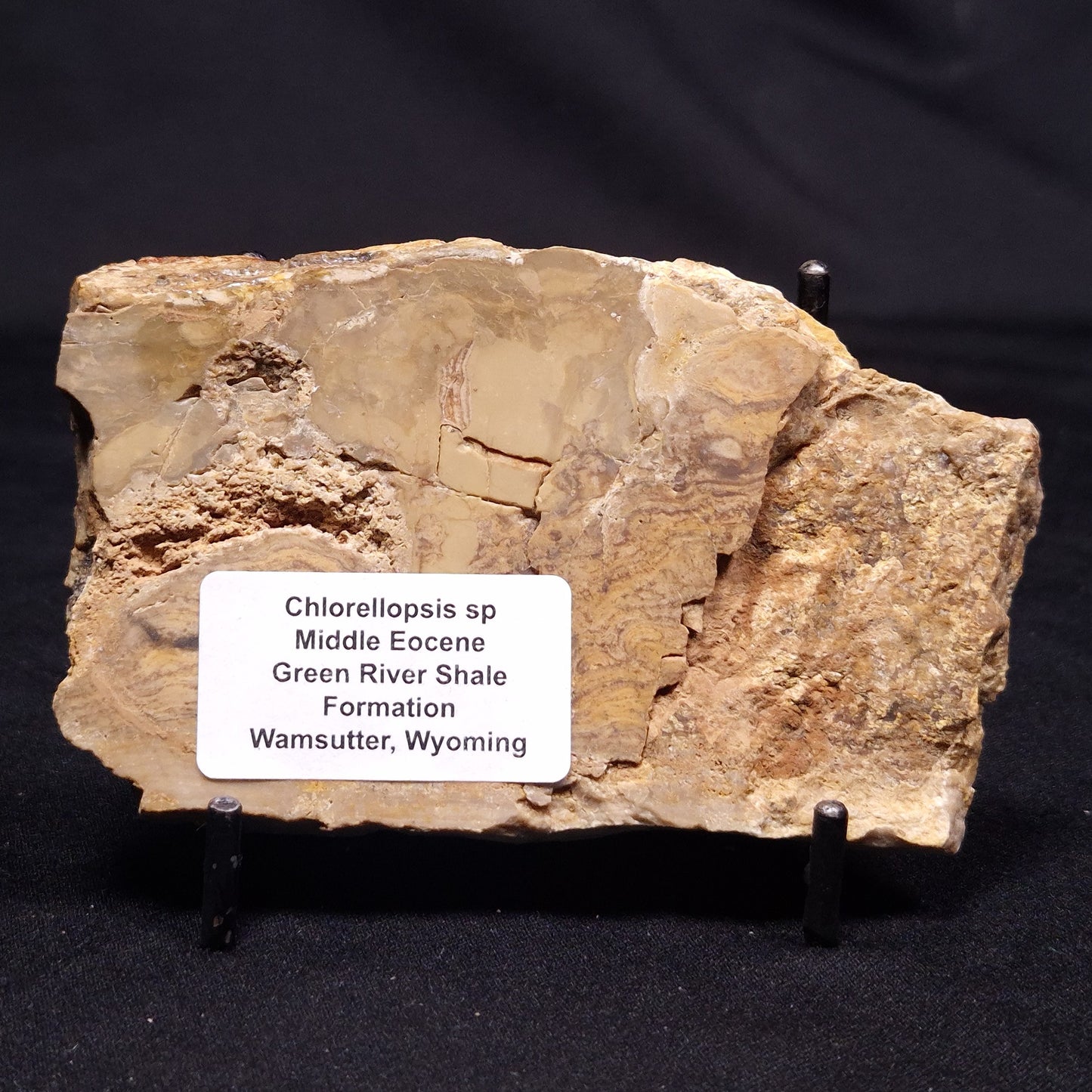 CHLORELLOPSIS sp. STROMATOLITE, Middle Eocene, USA ZCH020