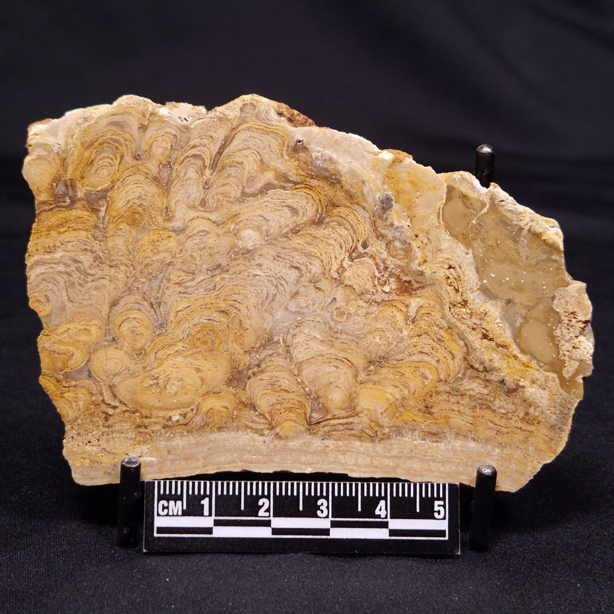 CHLORELLOPSIS sp. STROMATOLITE, Middle Eocene, USA ZCH021