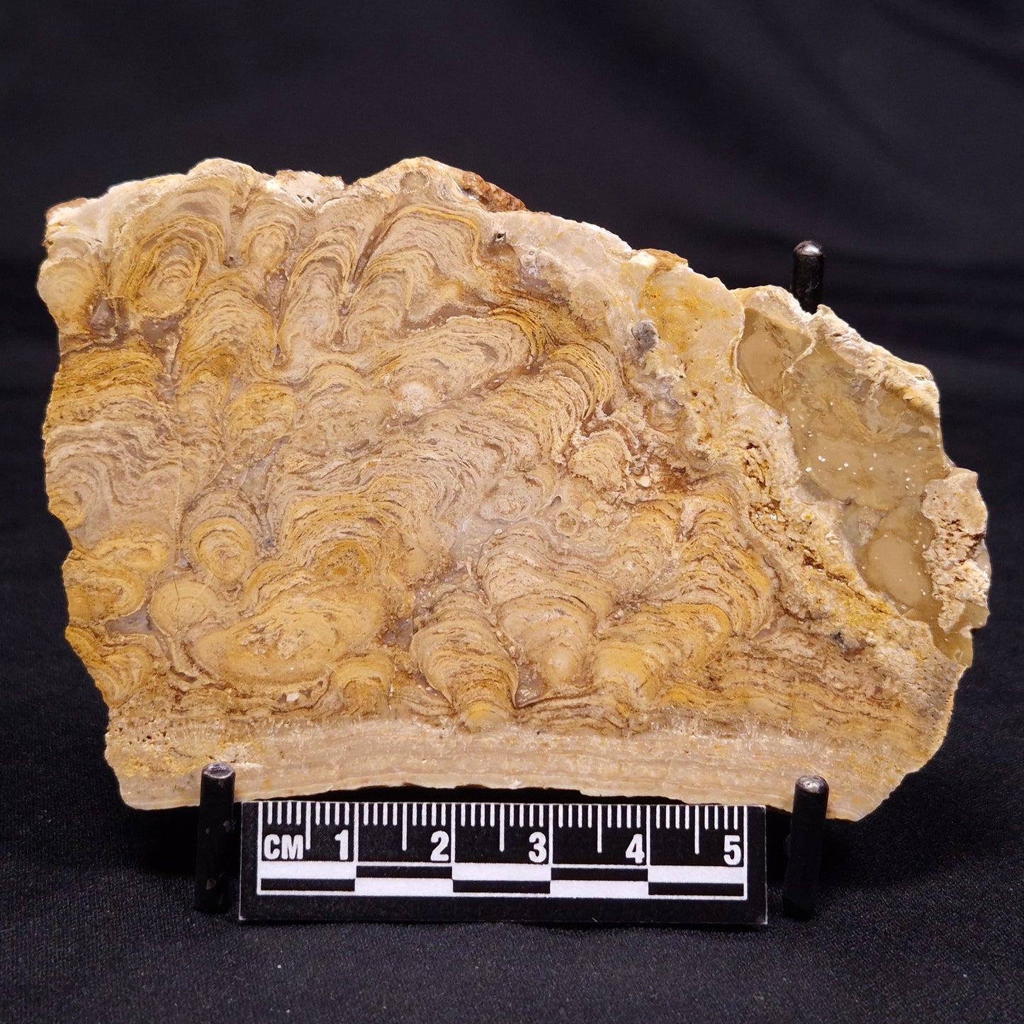CHLORELLOPSIS sp. STROMATOLITE, Middle Eocene, USA ZCH021