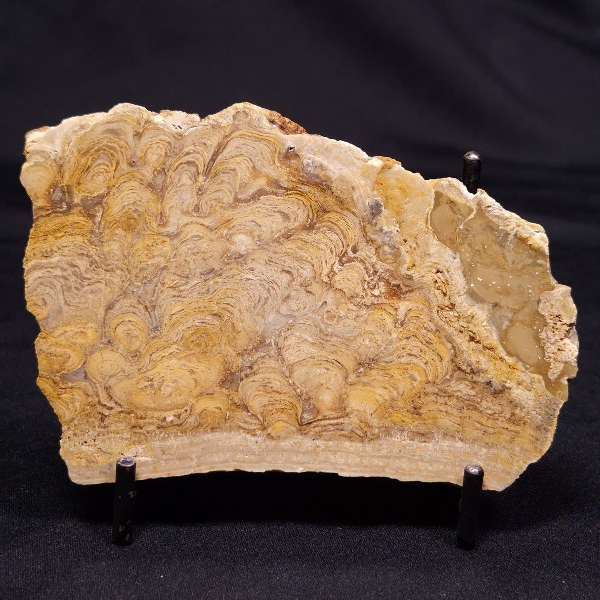 CHLORELLOPSIS sp. STROMATOLITE, Middle Eocene, USA ZCH021