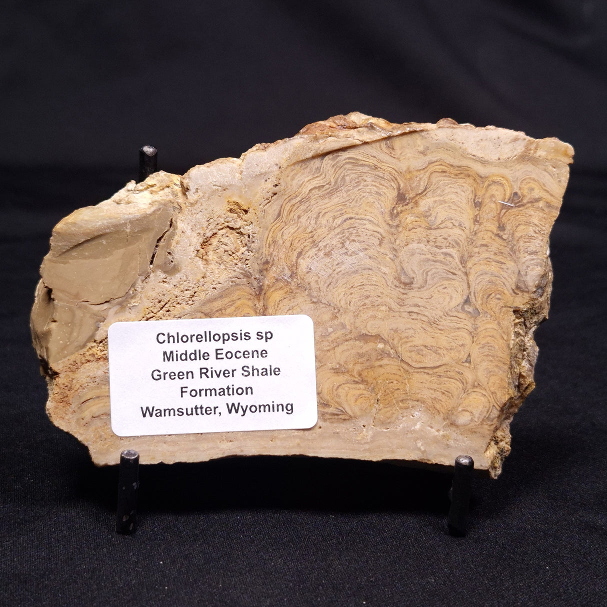 CHLORELLOPSIS sp. STROMATOLITE, Middle Eocene, USA ZCH021