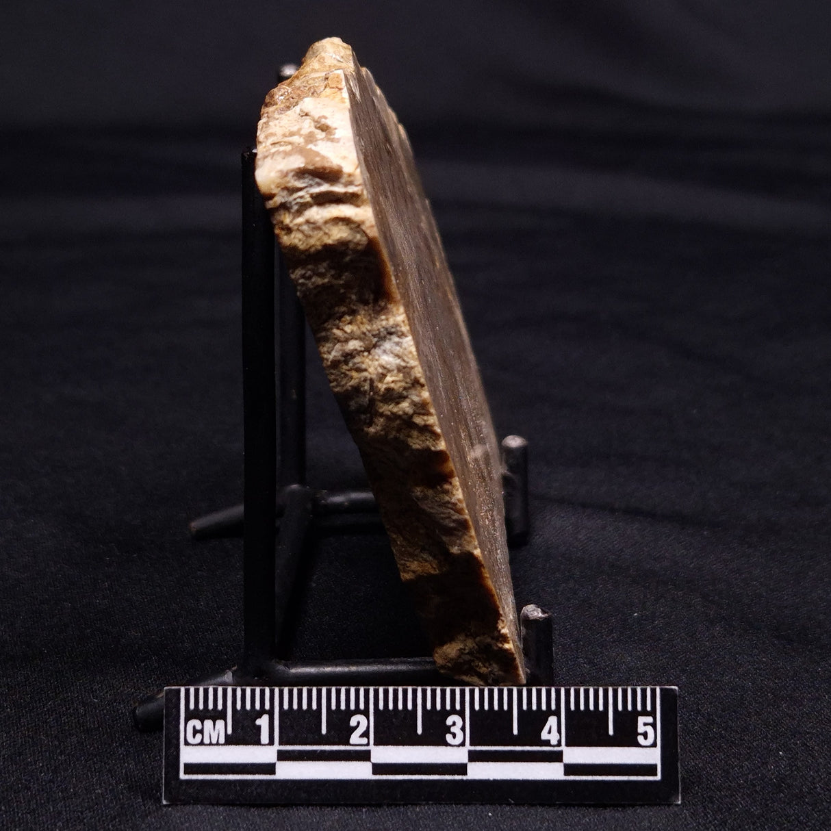 CHLORELLOPSIS sp. STROMATOLITE, Middle Eocene, USA ZCH021