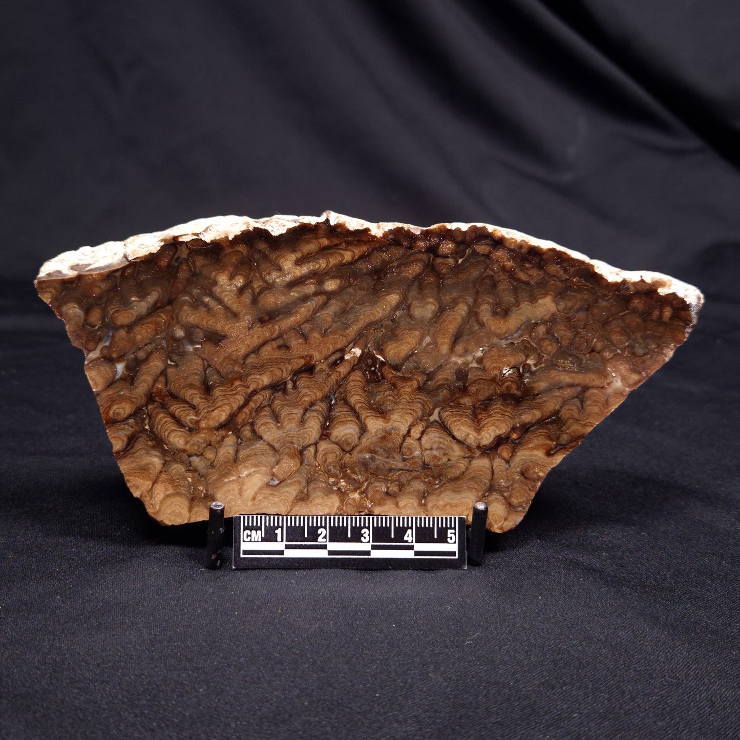 CHLORELLOPSIS sp. STROMATOLITE, Middle Eocene, USA ZCH022