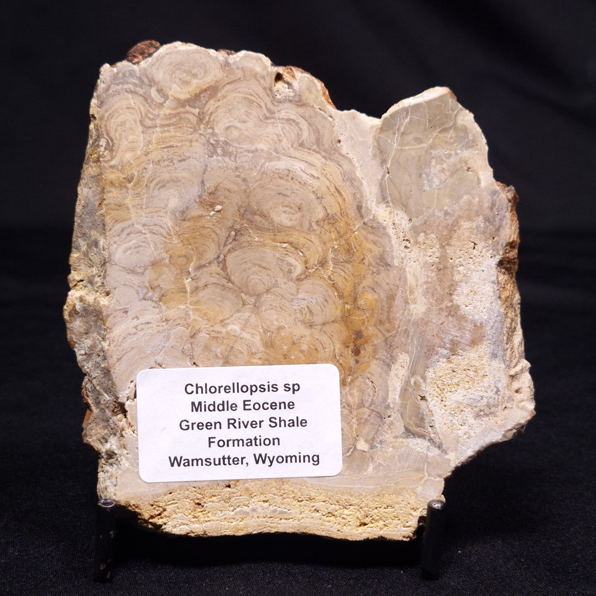 CHLORELLOPSIS sp. STROMATOLITE, Middle Eocene, USA ZCH023