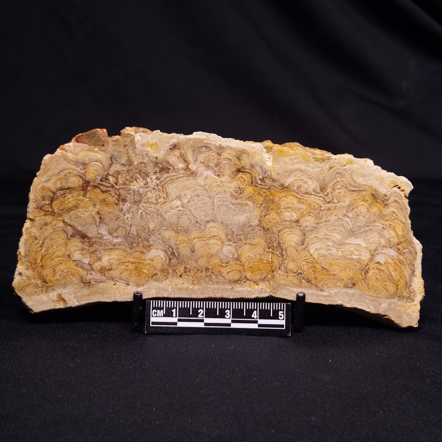 CHLORELLOPSIS sp. STROMATOLITE, Middle Eocene, USA ZCH024