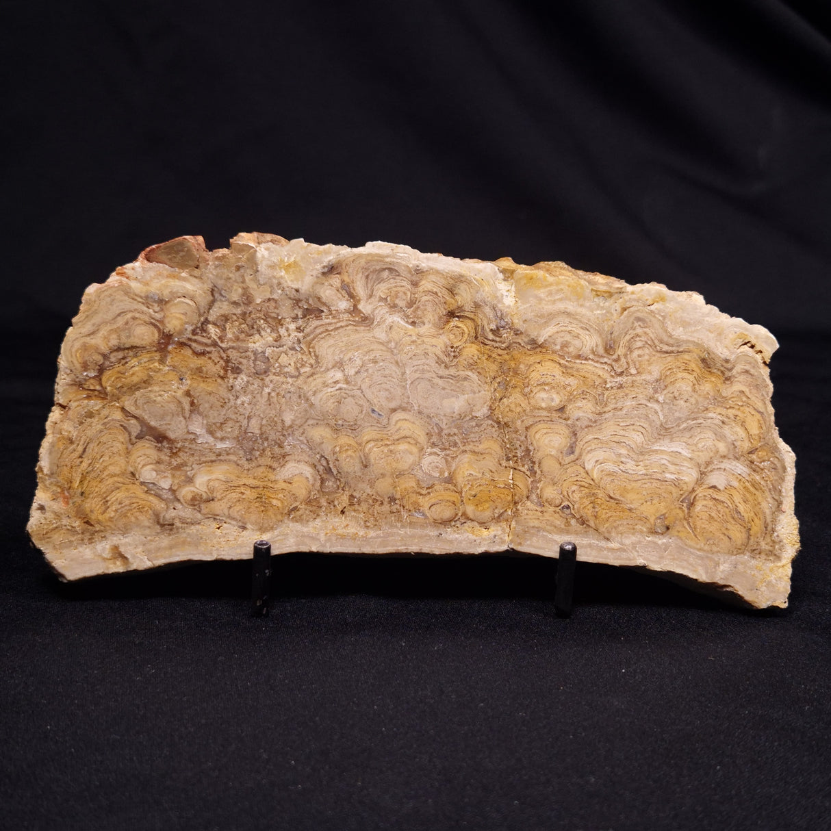 CHLORELLOPSIS sp. STROMATOLITE, Middle Eocene, USA ZCH024